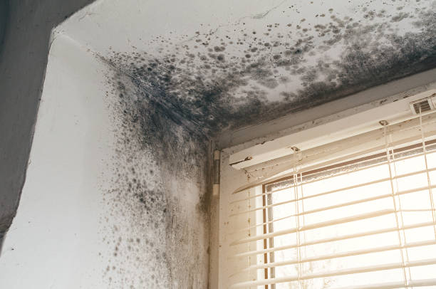 Trusted Commercial Mold Remediation service in Allenwood, NJ - Cheap Mold Removal